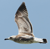 Larus armenicus